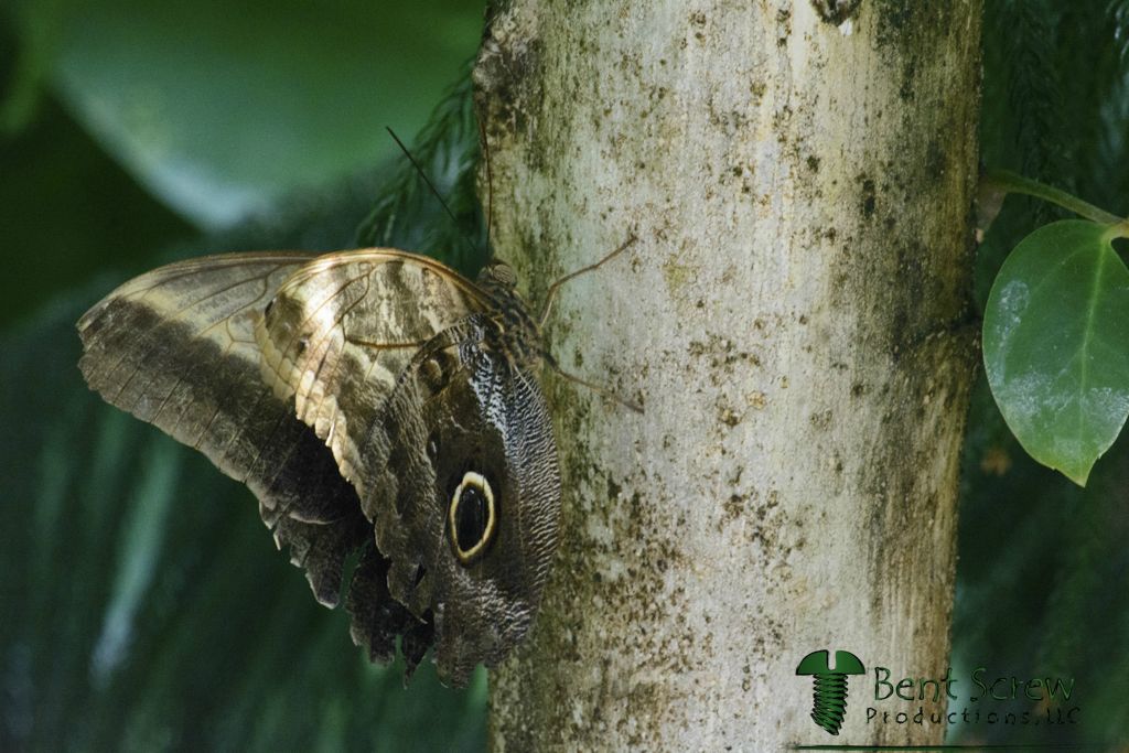Butterfly - Tawny Owl4